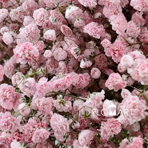 Gypsophilla MS Light Pink - Image 2