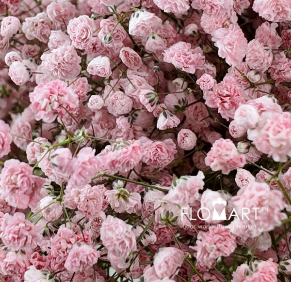 Gypsophilla MS Light Pink