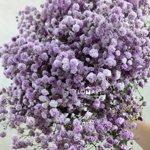Gypsophilla MS Light Purple