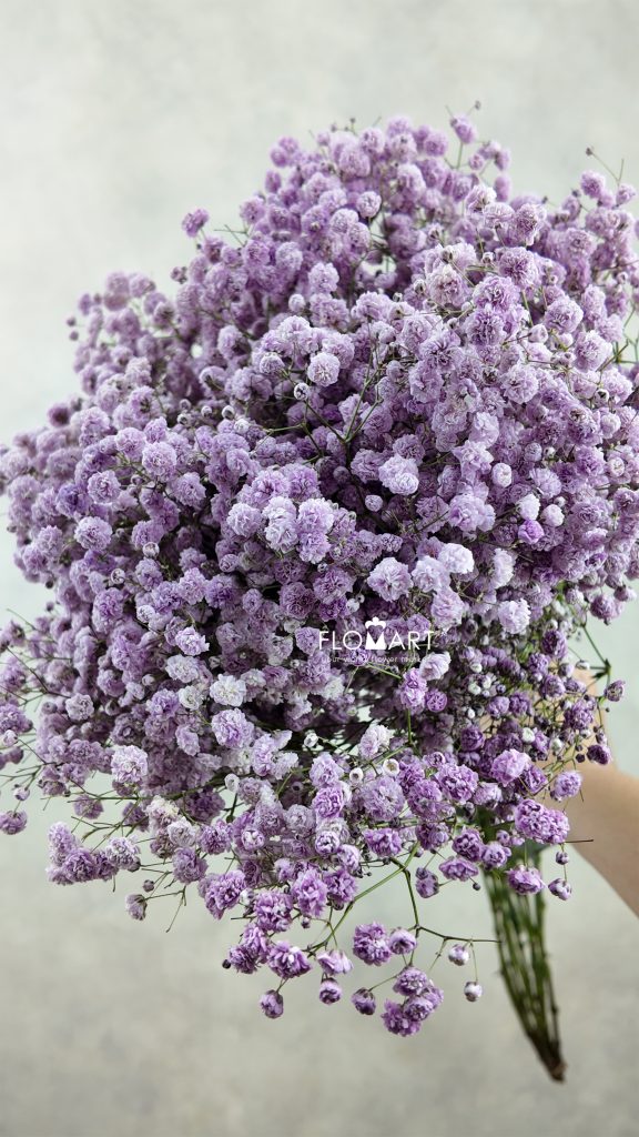 Gypsophilla MS Light Purple