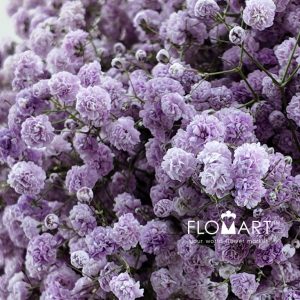 Gypsophilla MS Light Purple - Image 2