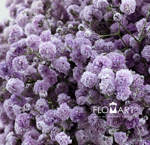 Gypsophilla MS Light Purple