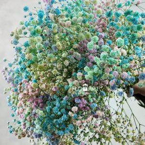 Gypsophilla MS Rainbow