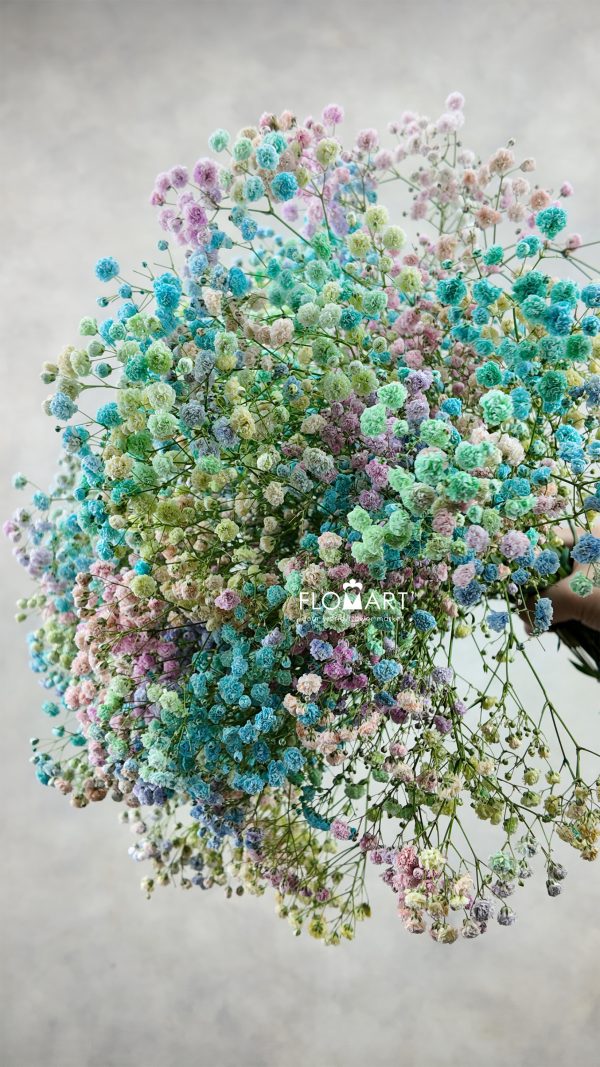 Gypsophilla MS Rainbow