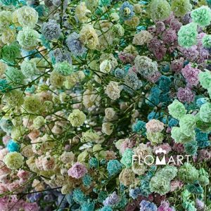 Gypsophilla MS Rainbow - Image 2