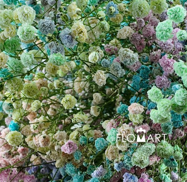 Gypsophilla MS Rainbow