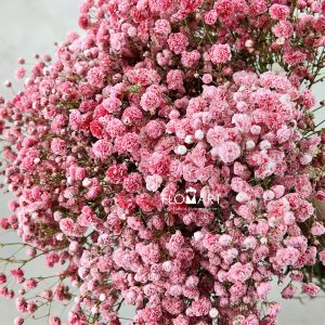 Gypsophilla MS Red