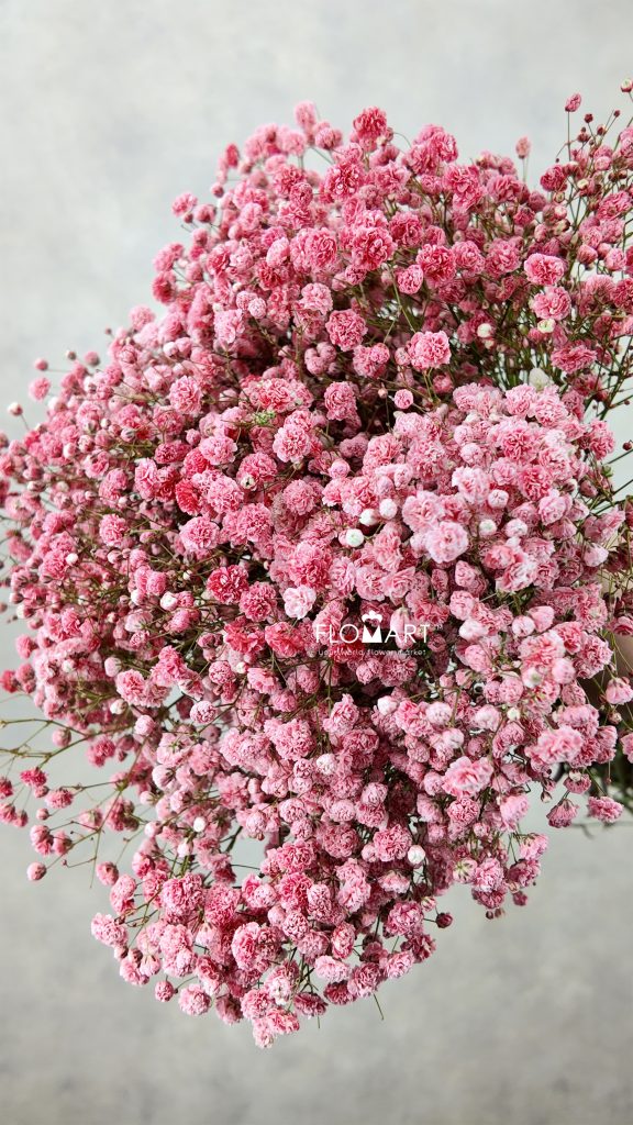 Gypsophilla MS Red
