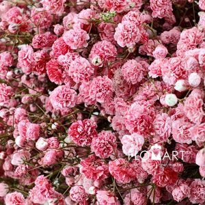 Gypsophilla MS Red - Image 2