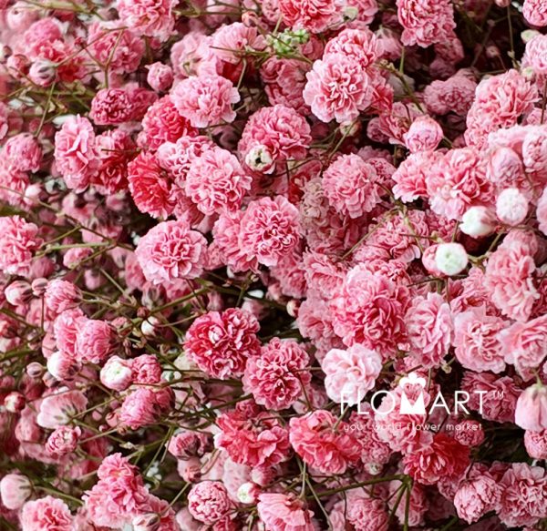 Gypsophilla MS Red