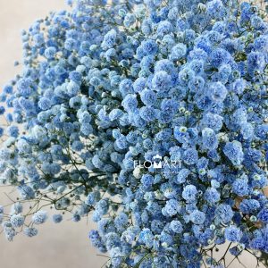 Gypsophilla MS Royal Blue