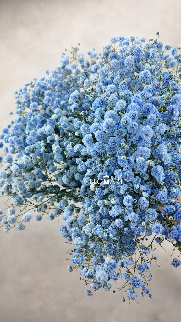 Gypsophilla MS Royal Blue
