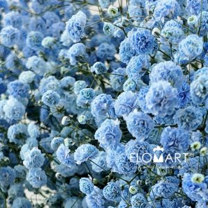 Gypsophilla MS Royal Blue - Image 2