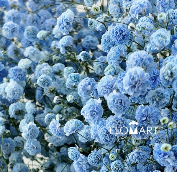 Gypsophilla MS Royal Blue