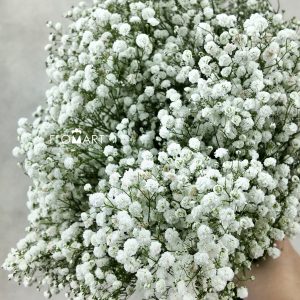 Gypsophilla MS White