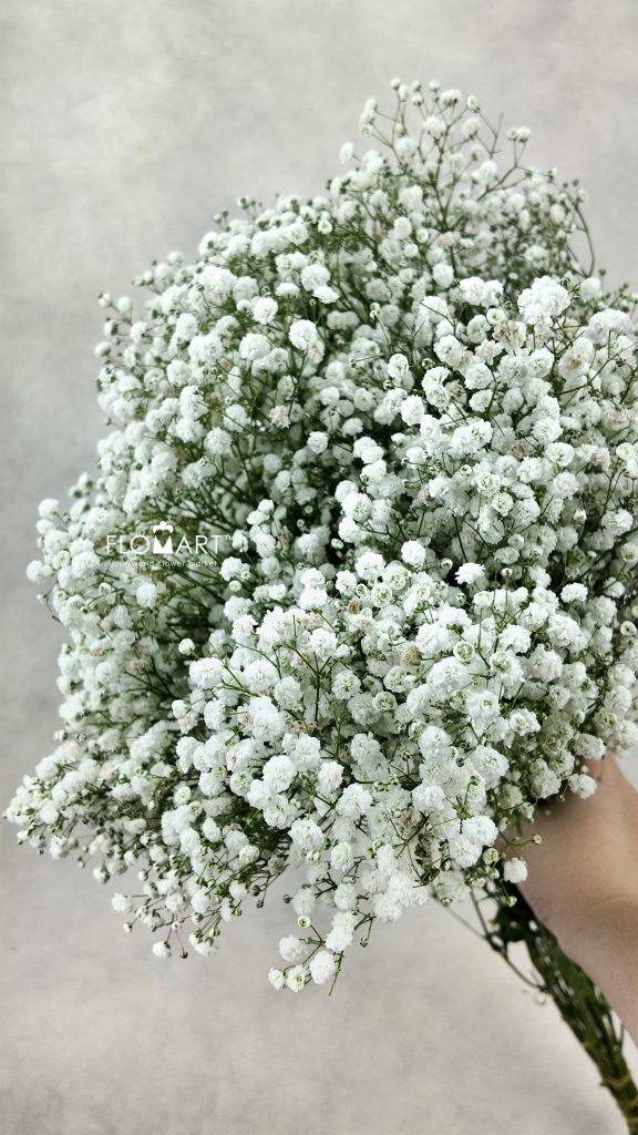 Gypsophilla MS White