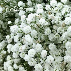 Gypsophilla MS White - Image 2