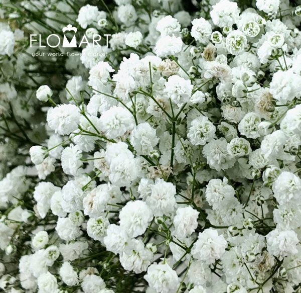 Gypsophilla MS White