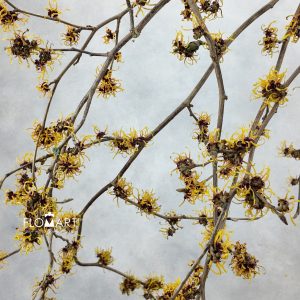 Hamamelis Mollis