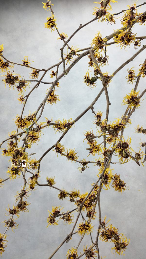 Hamamelis Mollis