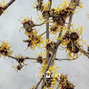 Hamamelis Mollis - Image 2