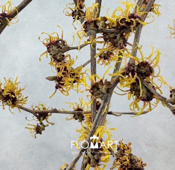 Hamamelis Mollis