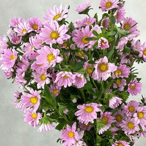 Hana Pink - Image 1