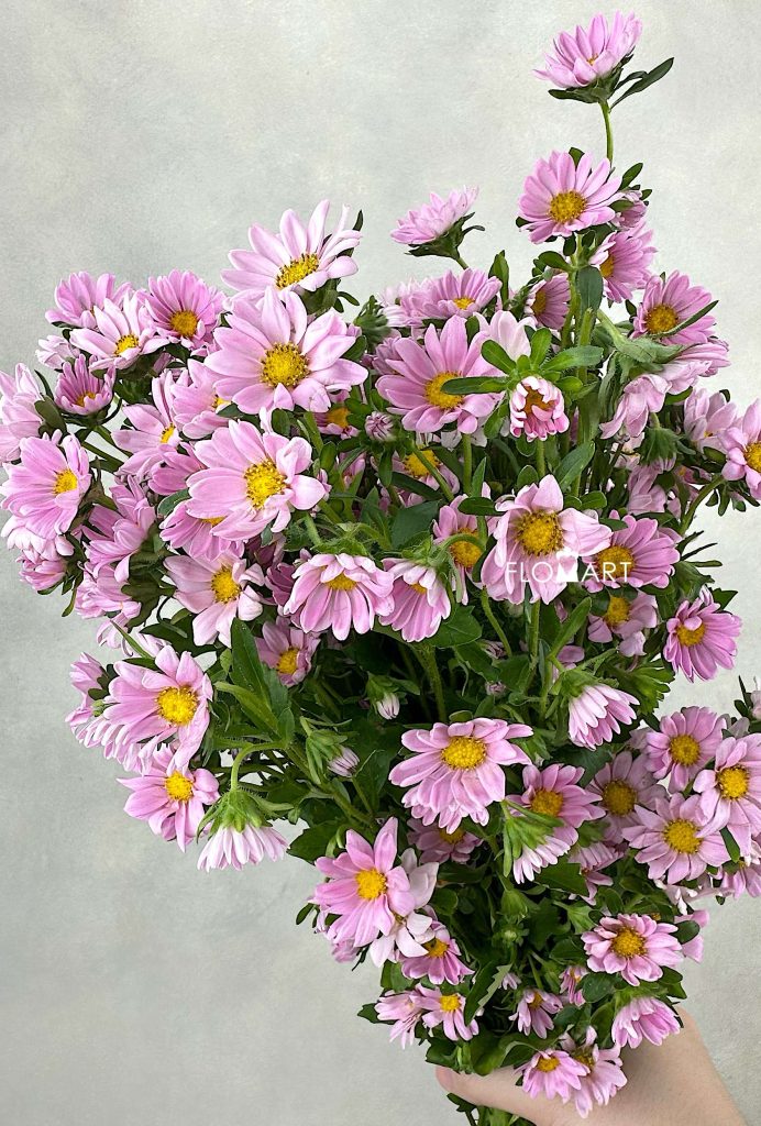 Hana Pink
