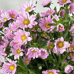 Hana Pink - Image 2