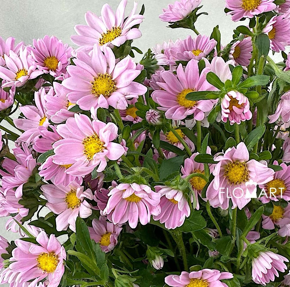 Hana Pink - Image 2