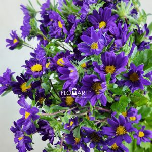 Hana Purple