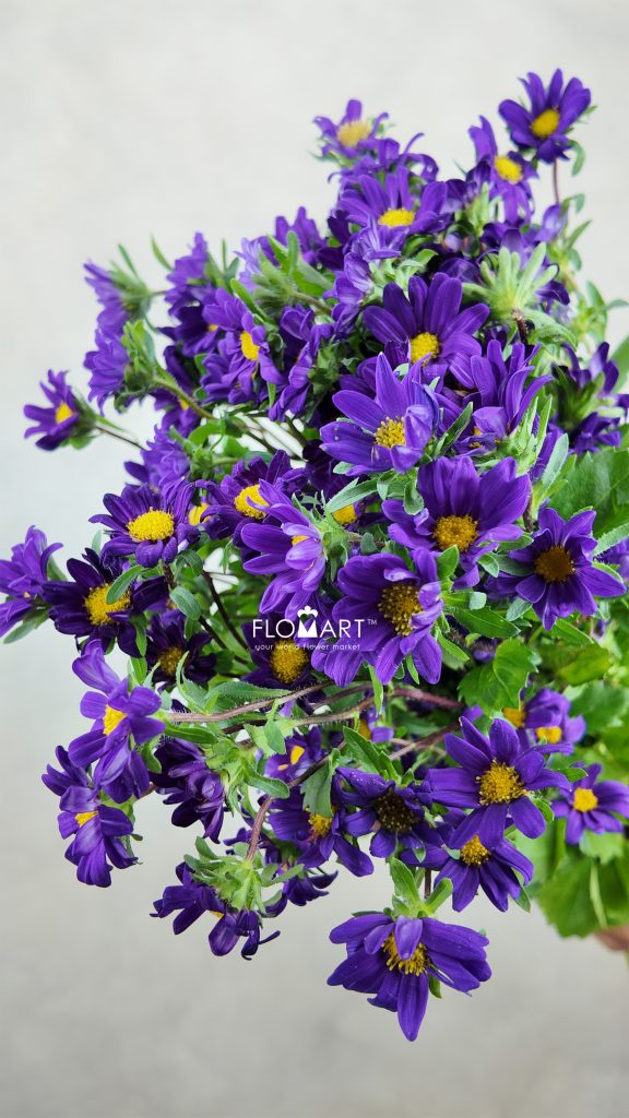 Hana Purple