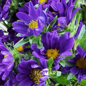 Hana Purple - Image 2