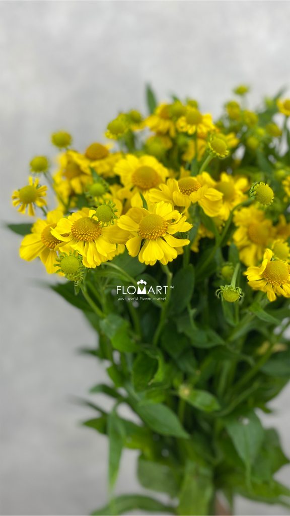 Helenium Kanaria