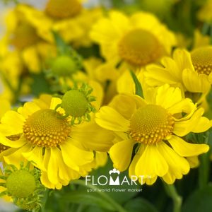 Helenium Kanaria - Image 2