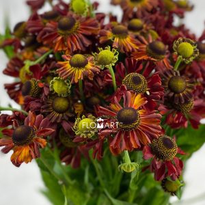 Helenium Red King