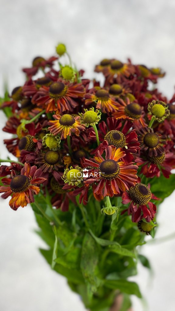 Helenium Red King