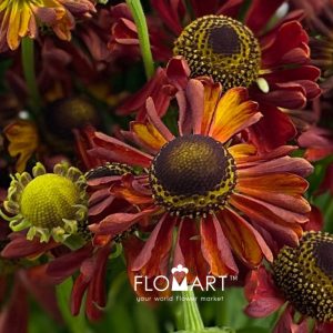 Helenium Red King - Image 2
