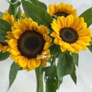 Helianthus