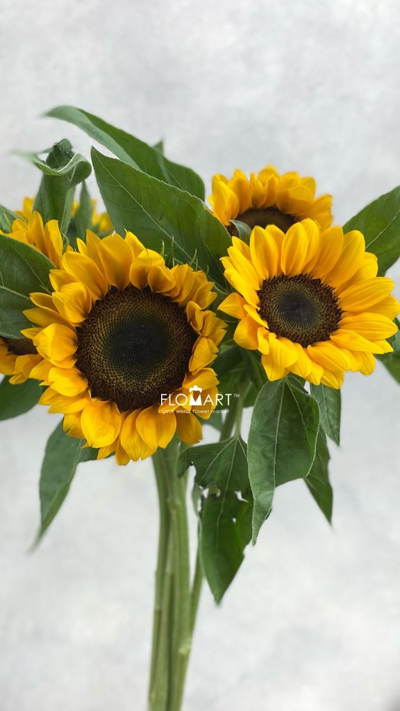 Helianthus