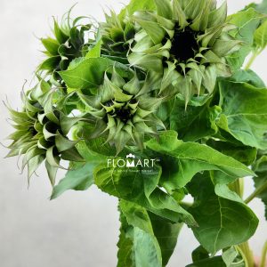 Helianthus Sunfill White