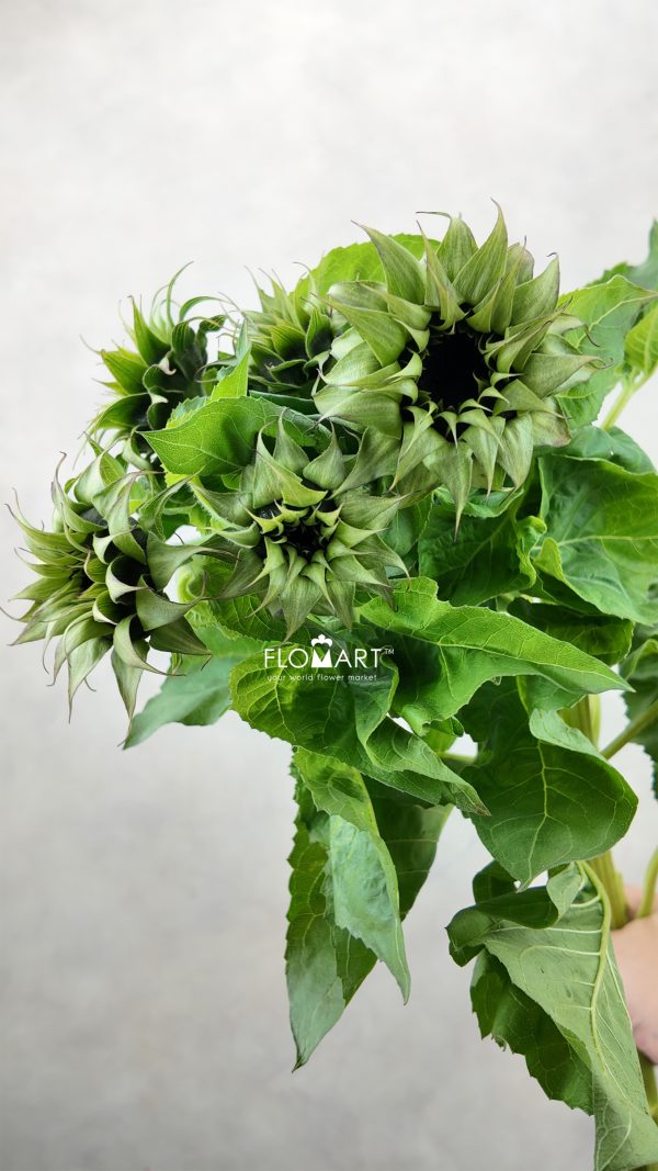 Helianthus Sunfill White