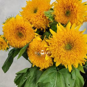 Helianthus Teddy Bear