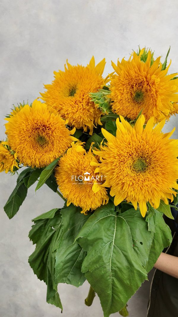 Helianthus Teddy Bear