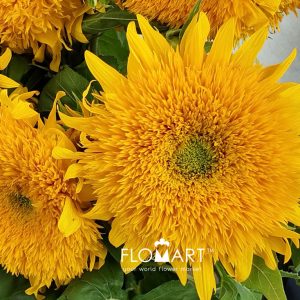 Helianthus Teddy Bear - Image 2