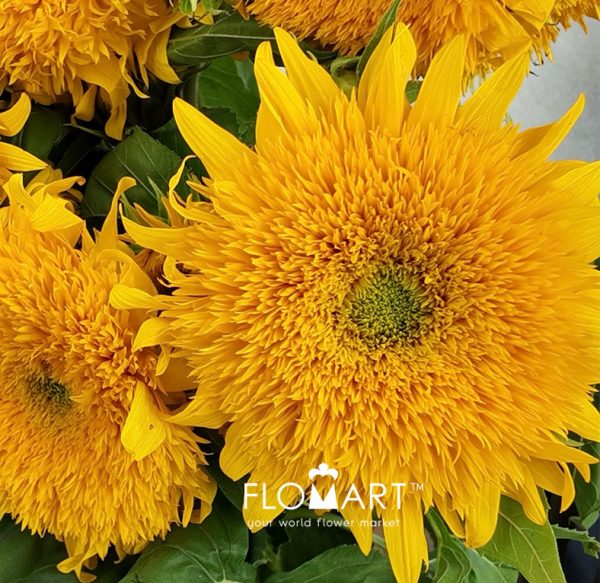 Helianthus Teddy Bear