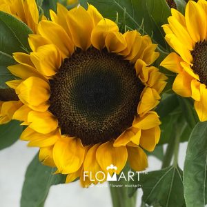 Helianthus - Image 2