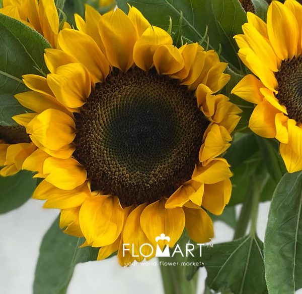 Helianthus