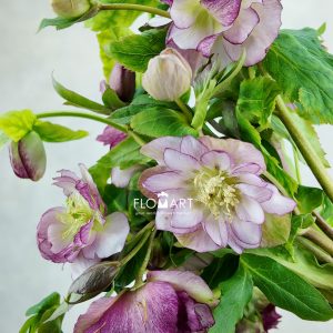 Helleborus Double Ellen Pink