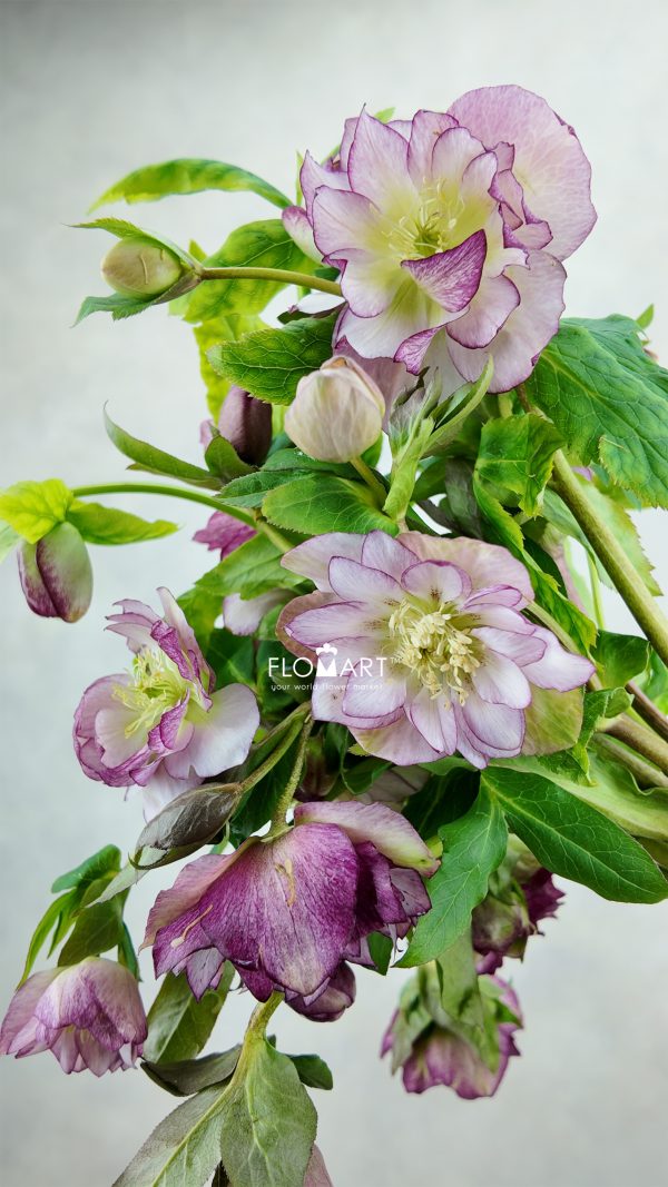 Helleborus Double Ellen Pink